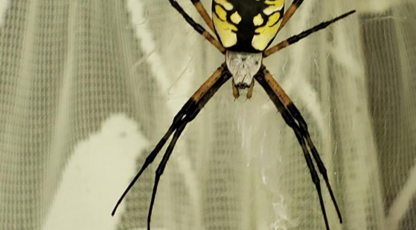 Black and yellow spider on sheer curtain