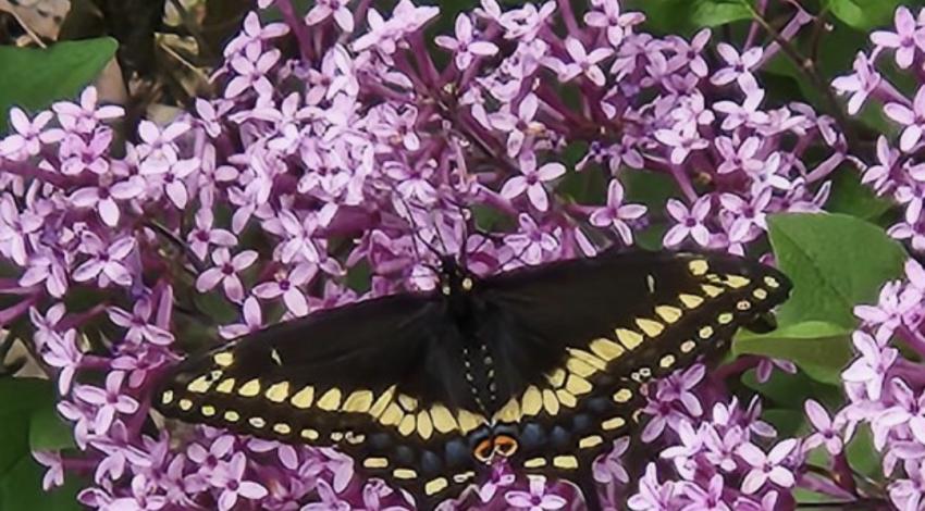 butterfly on lilac blooms