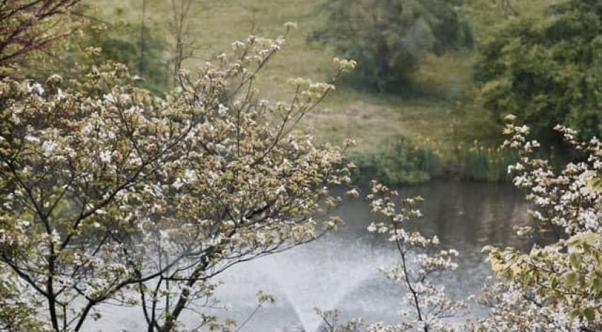 blooming trees overlooking pond