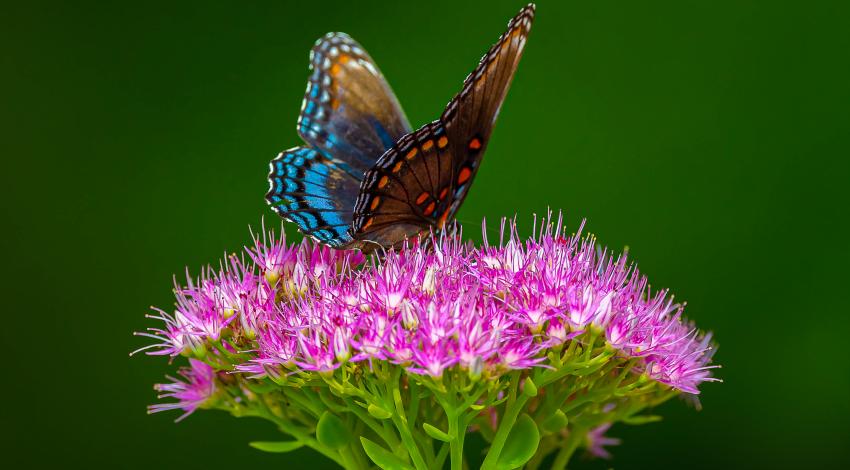 Blue, purple, orange and black butterfly on magenta flower