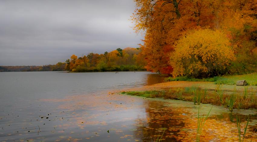 trees along lake edge in fall