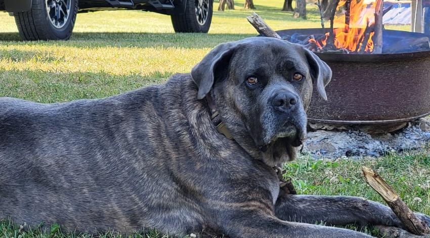 big dog chews a stick in front of campfire