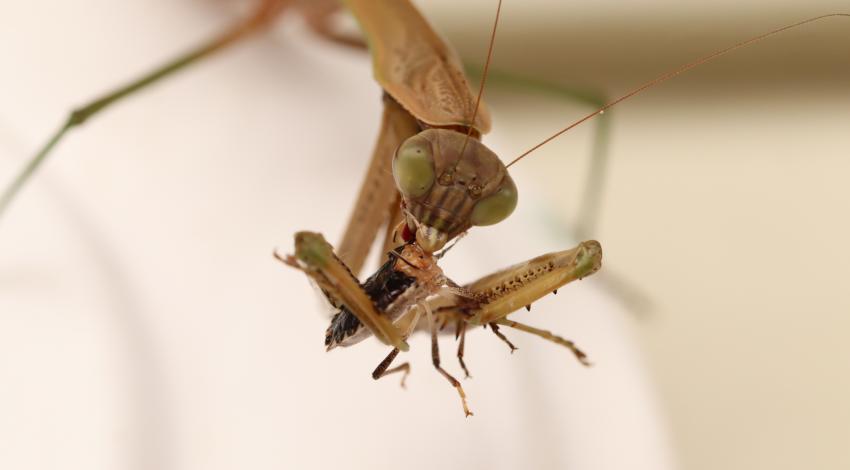 Close up of praying mantis with bug in its mouth