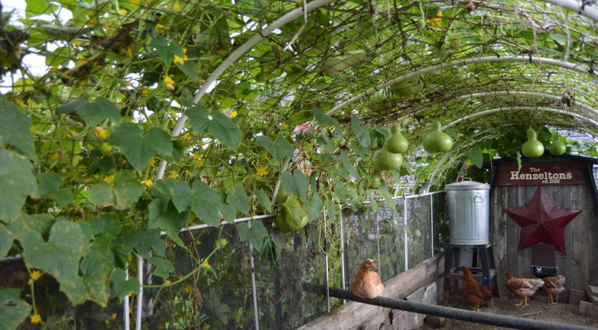 gourds growing on trellis arch