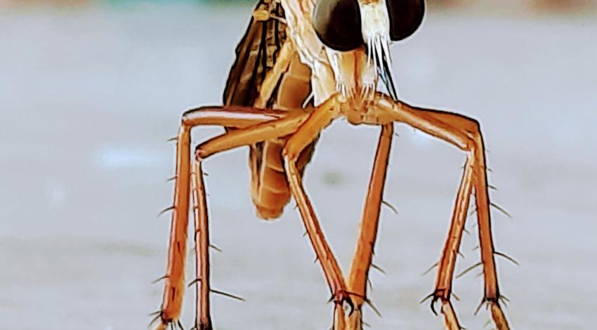 very close shot of mosquito, showing big black eyes