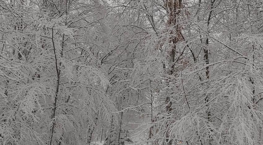 snow-covered driveway and trees