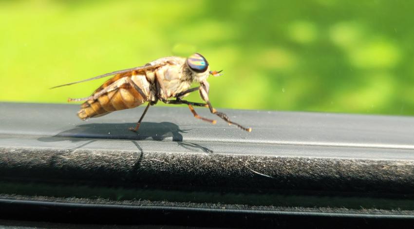 Horsefly on bottom edge of car window