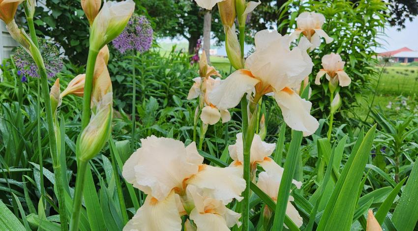 pale yellow irises