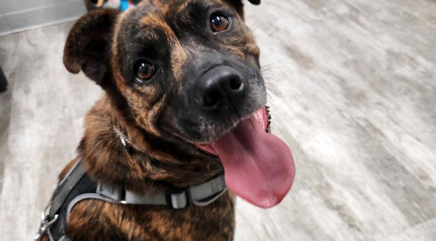 brown brindle dog with tongue hanging out