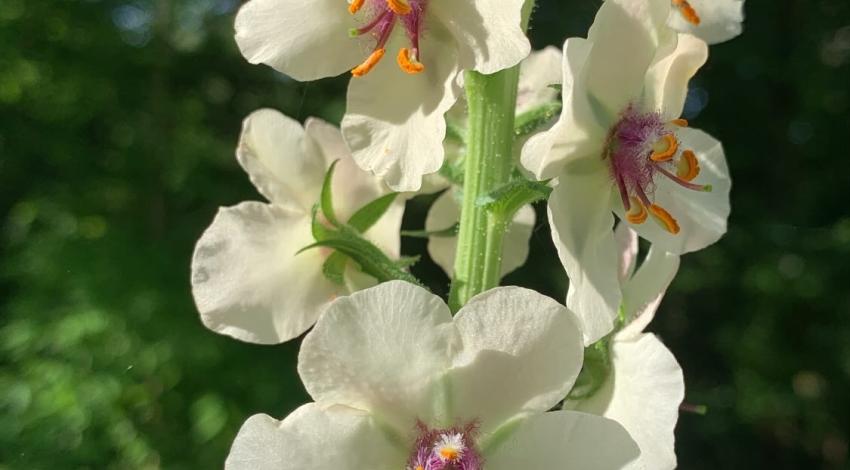 white flowers in bloom