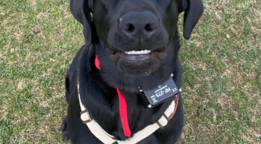 black dog sitting on grass