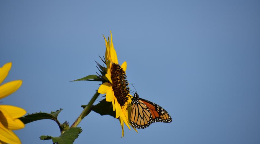 Orange and black butterfly on sunflower petals