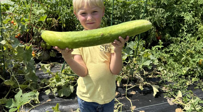 little boy holding giant cucumber