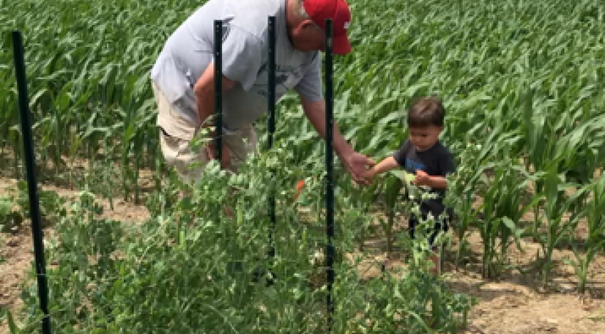 A man in a red cap and small boy pick from green plants with farm in background