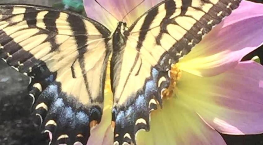 large yellow-and-black butterfly on big pink and yellow flower blossom
