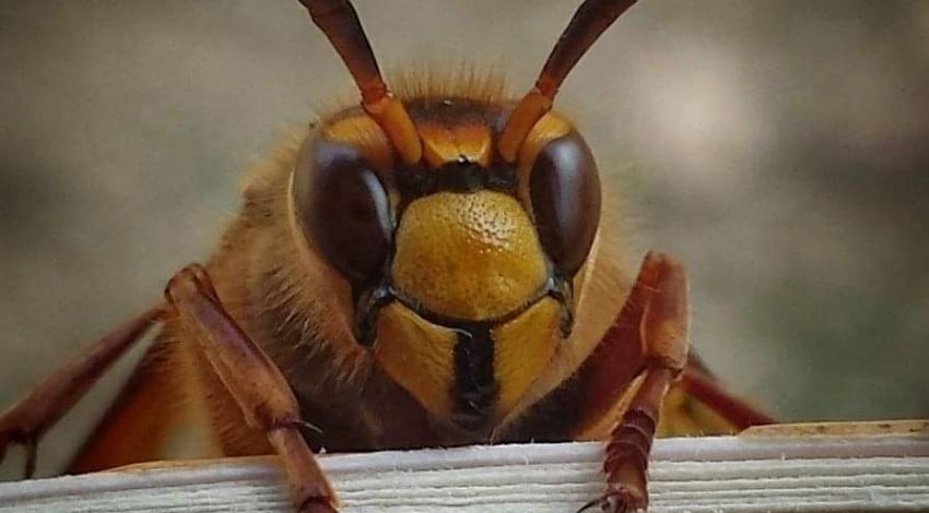 close up picture showing face and front legs of a hornet
