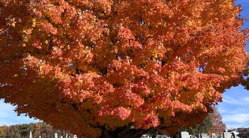 two girls in front of giant tree with red/orange leaves