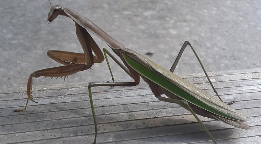 large praying mantis on gray stone