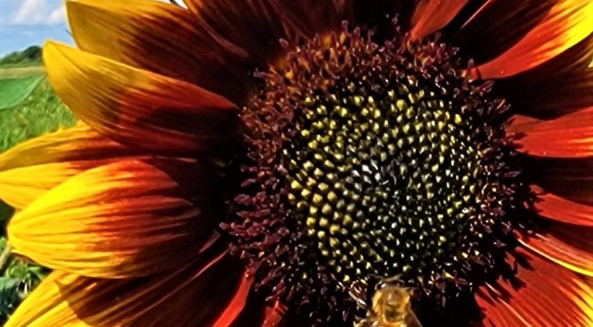 large sunflower bloom with honeybee on edge of center