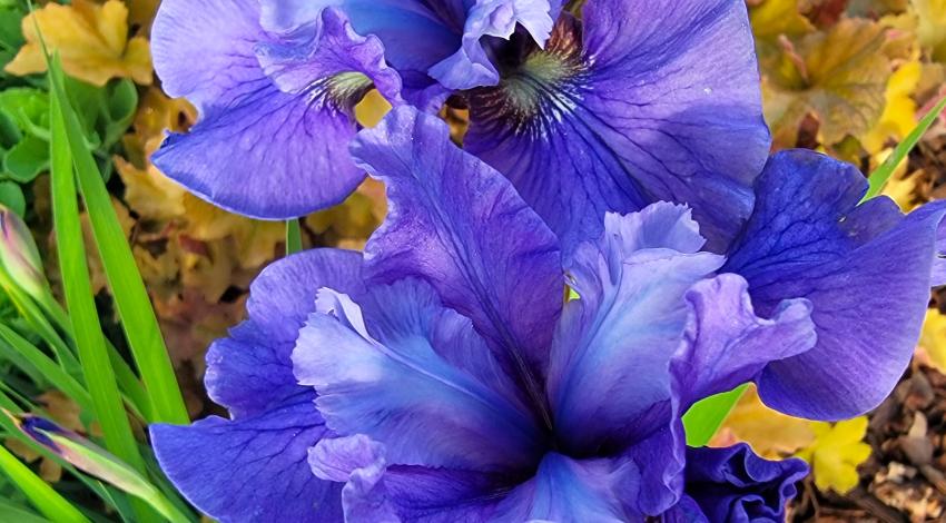 purple flowers