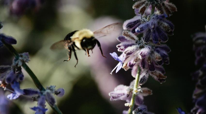 bee flying among flowers