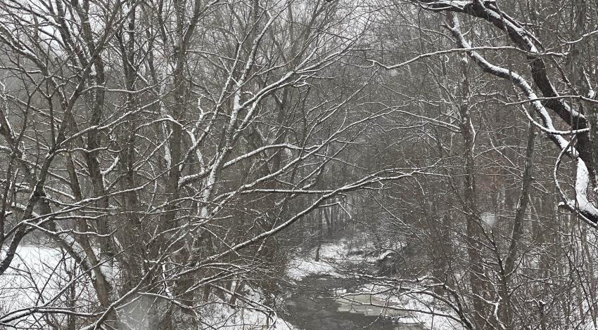 snowy trees over icy creek