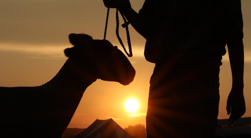 sunset photo of boy and sheep