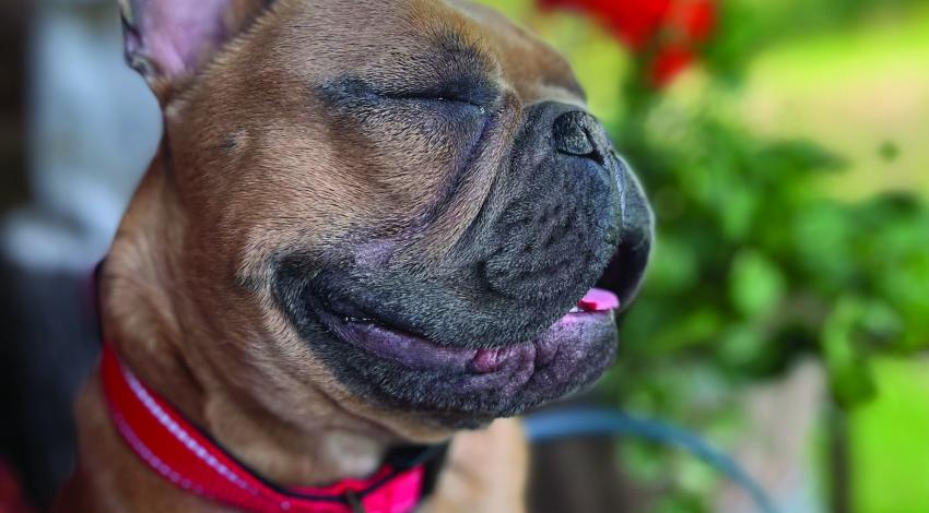 brown French bulldog