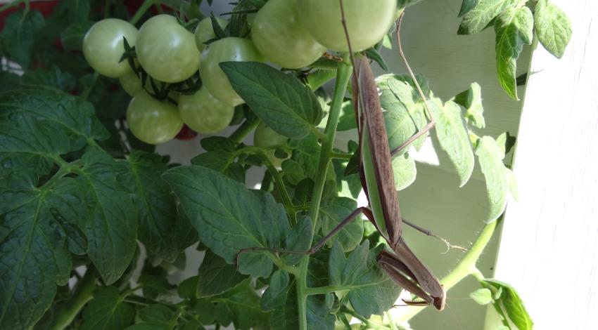 praying mantis on stem of plant below small green tomatoes
