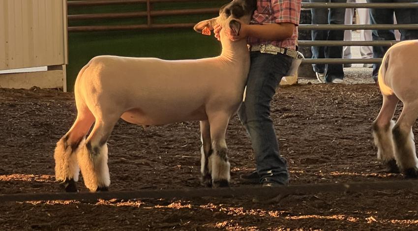 girl with sheep