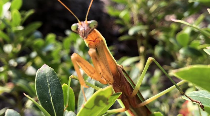 Praying mantis up close, showing big green eyes and long antennae
