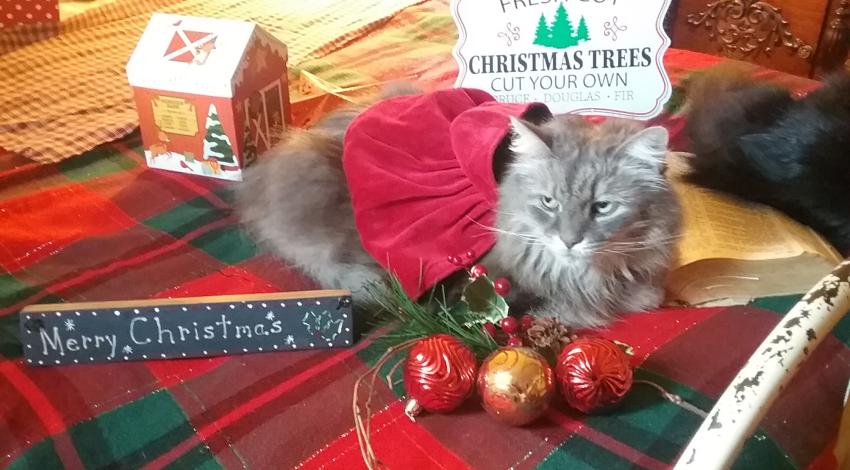 gray cat with Christmas decorations