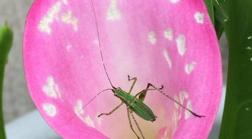 Green long-legged bug on pink and white lily
