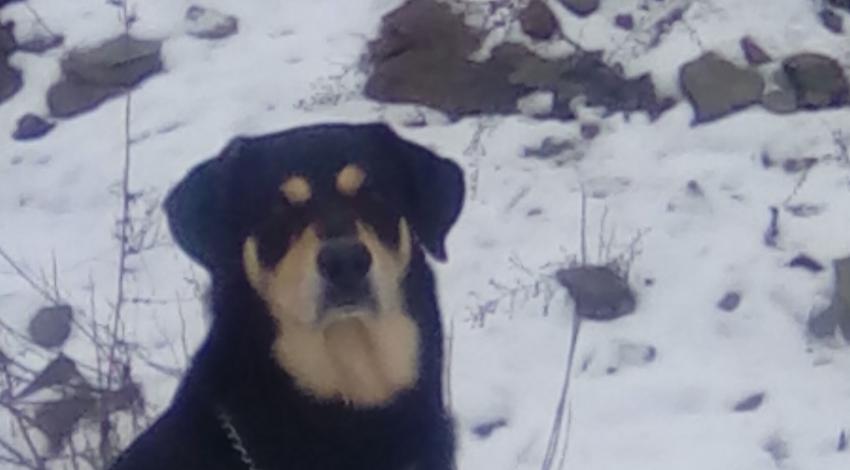 black and tan dog sitting in snow