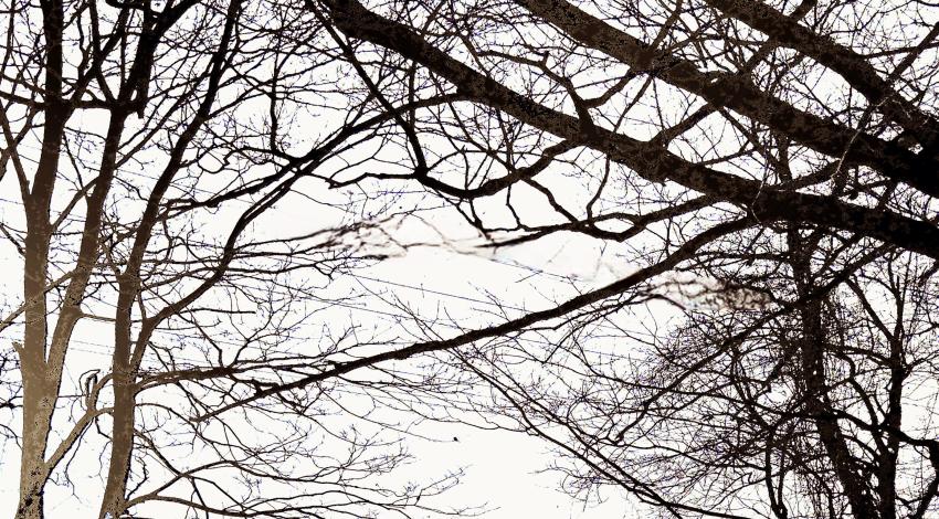 trees in front of snowy field