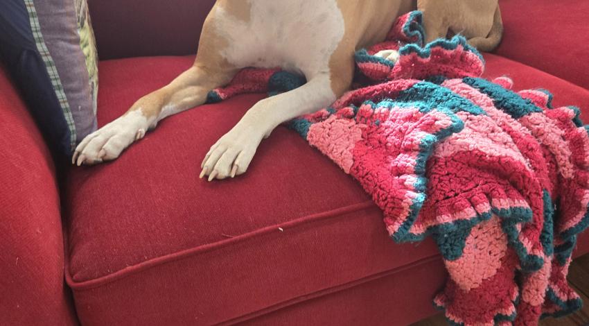 brown and white dog on couch