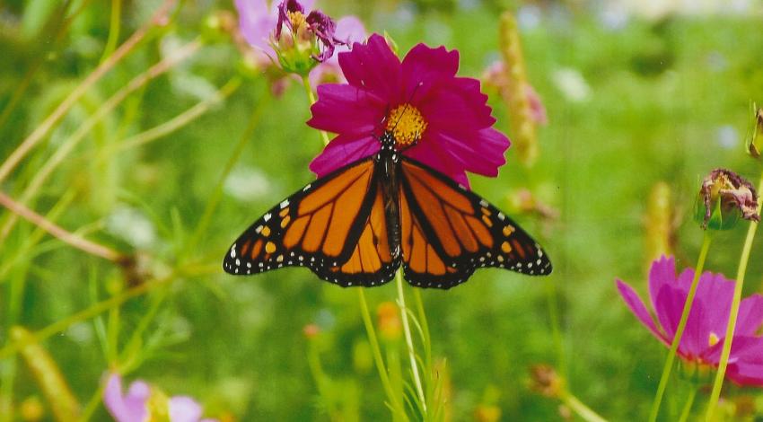 orange and black butterfly on pink flower bloom