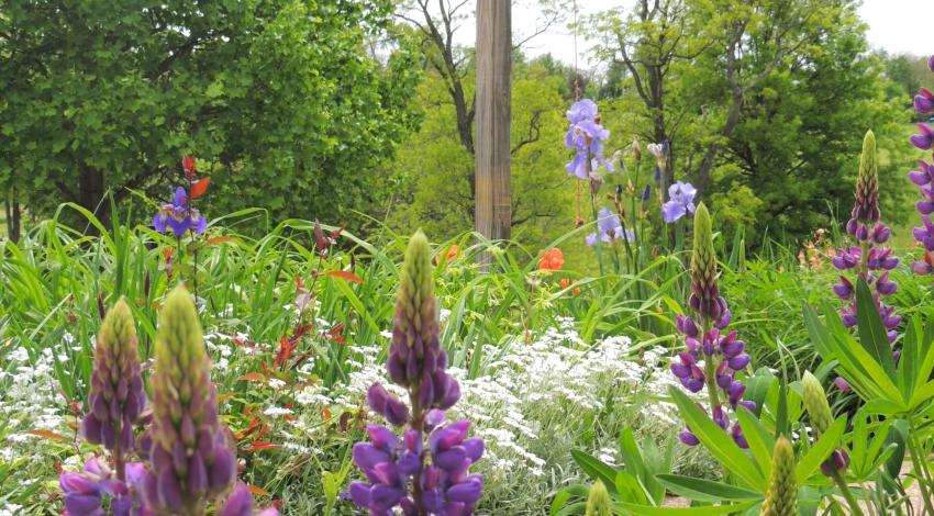 flowers growing in front of bell