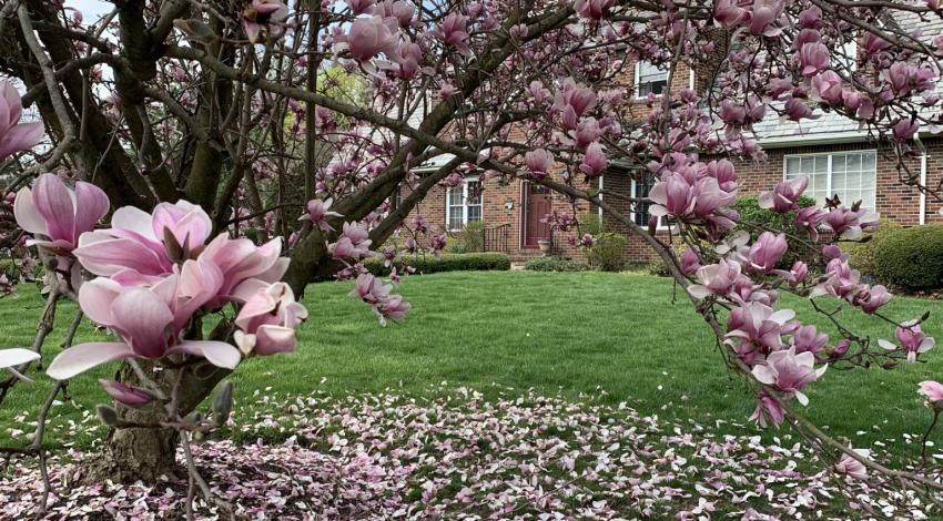 tree with pink blooms