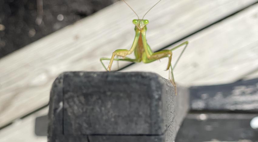 front view into the face of green praying mantis on the arm of an outdoor chair