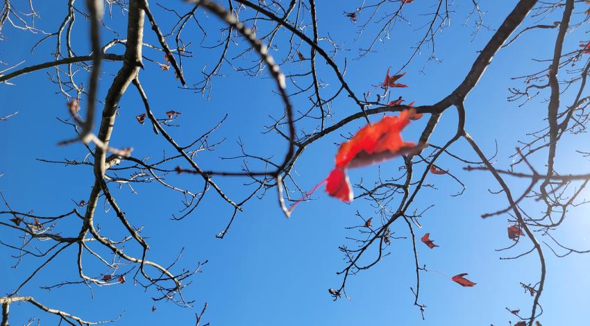 tree limbs with a few red leaves