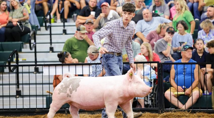 boy with pig