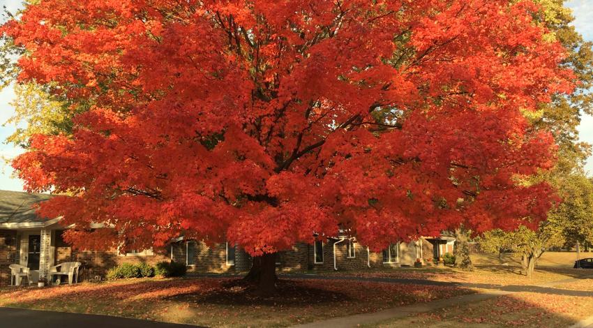 tree with bright orange leaves in front of yellow tree
