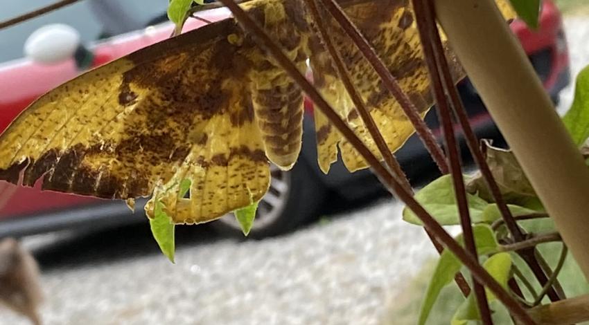 yellow and brown moth on green plant