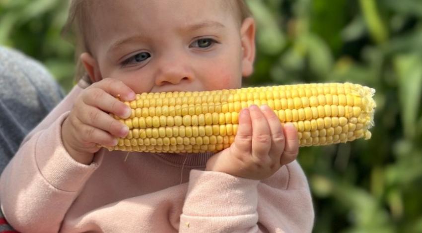 baby girl holding corn on the cob