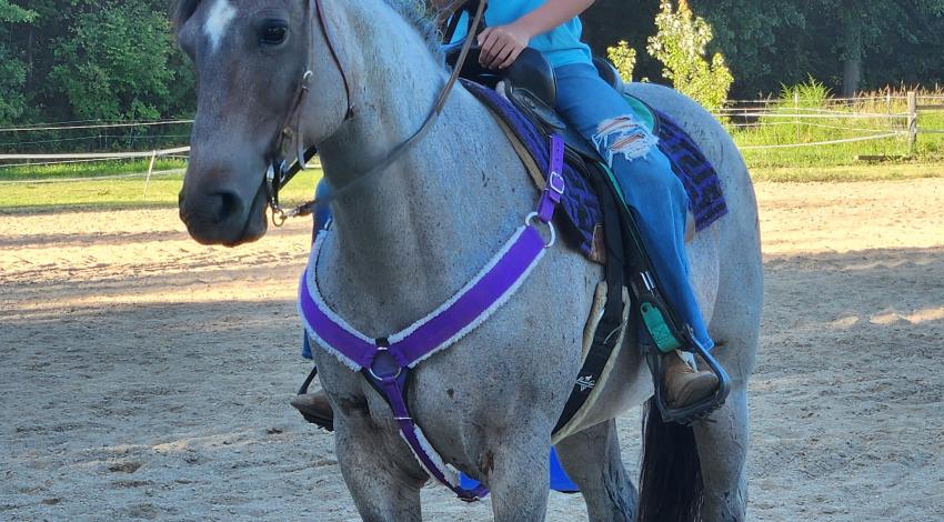 girl on horse in arena