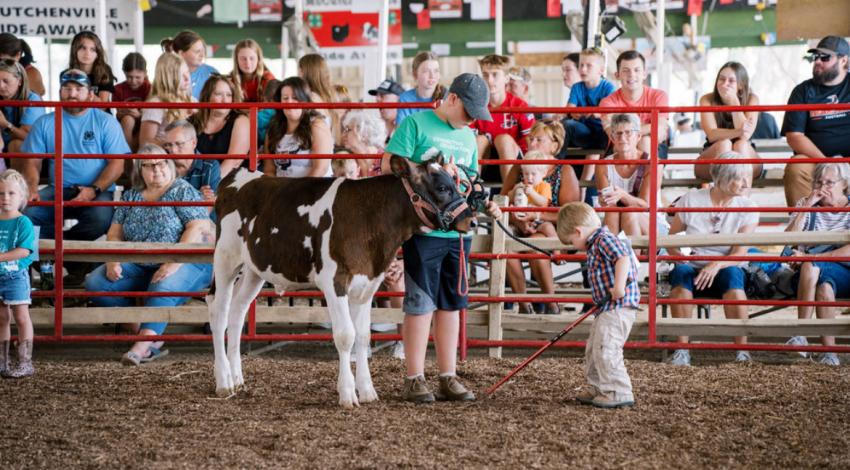 two boys with calf