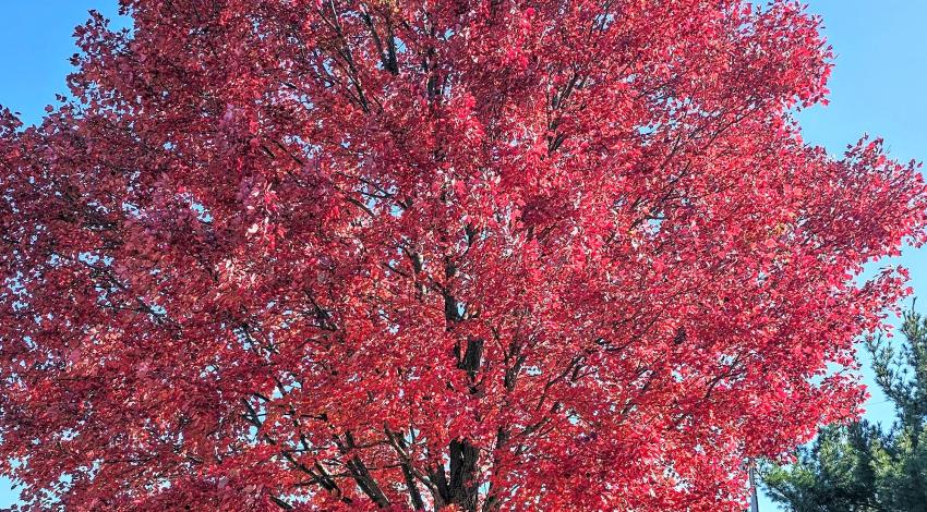 girl standing in front of bright red tree