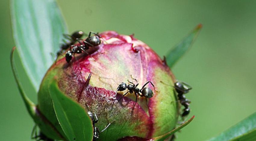 ants on flower bud