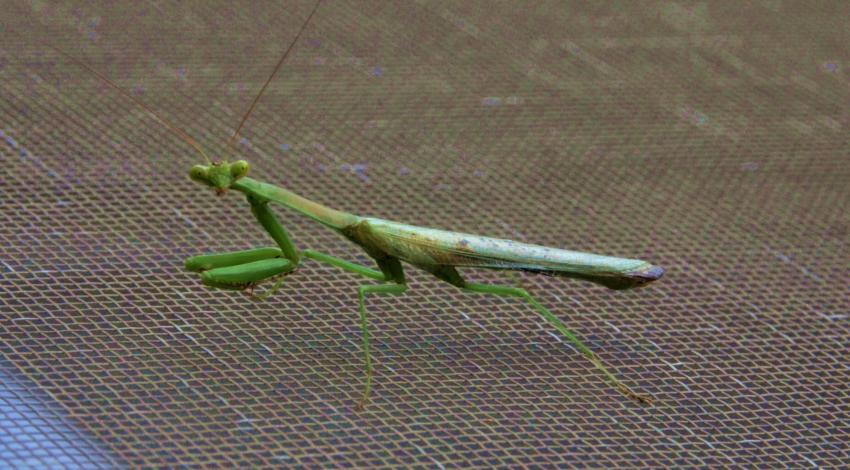 Green praying mantis looking into camera